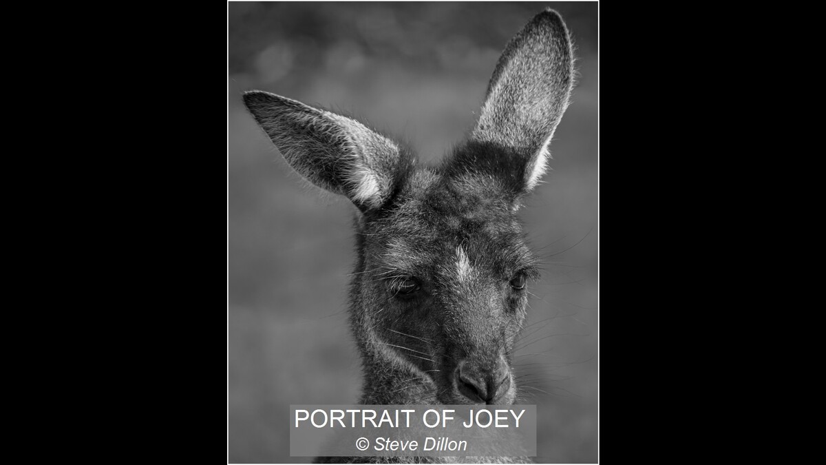 PORTRAIT OF JOEY